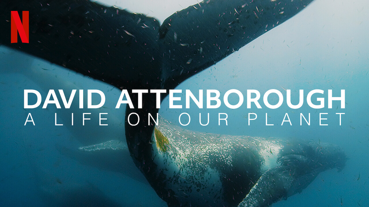 Blue Whale swimming under sea with DAVID ATTENBOROUGH: A LIFE ON OUR PLANT